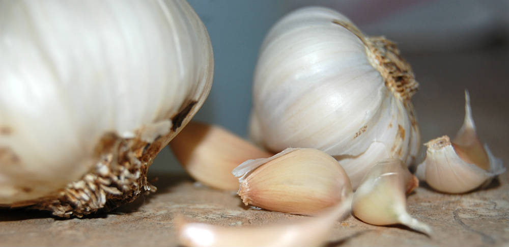 Using Garlic as an Antibiotic