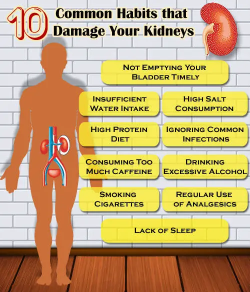 Kidneys - 10 Common Bad Habits info
