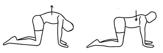 Strengthen Your Back and Reduce Back Pain - 1 - Cat Stretch
