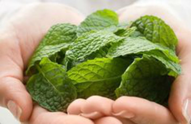 6 Outstanding Alternatives to Mint Leaves