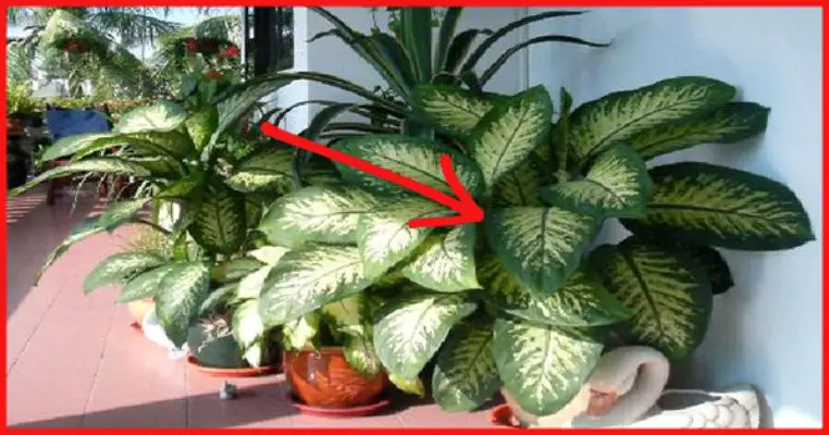 This Plant in My Home Almost Killed My Daughter in Less Than a Minute