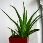 Aloe Vera - The Best 5 Bedroom Plants to Get Rid of Stress and Sleep Better