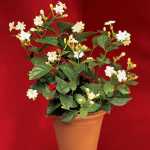 Jasmine - The Best 5 Bedroom Plants to Get Rid of Stress and Sleep Better