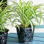 Spider Plant - The Best 5 Bedroom Plants to Get Rid of Stress and Sleep Better