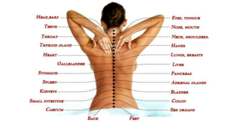 The Real Reason For The Pain - How The Spine Is Connected To The Inner Organs!