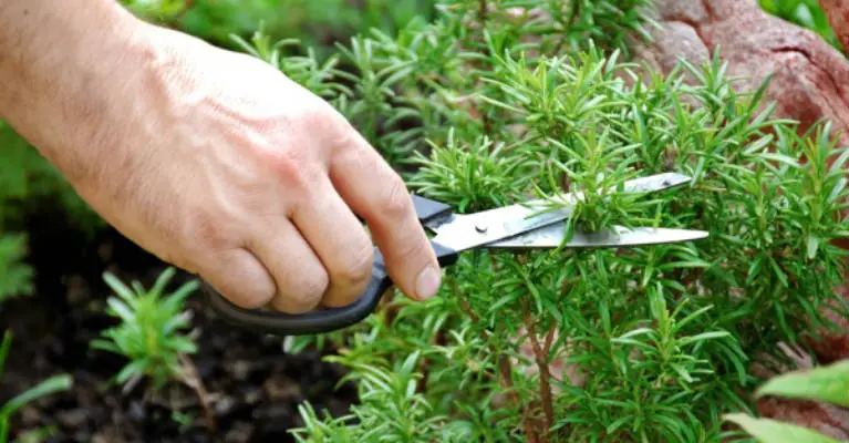 Sniffing Rosemary Can Increase Memory By 75