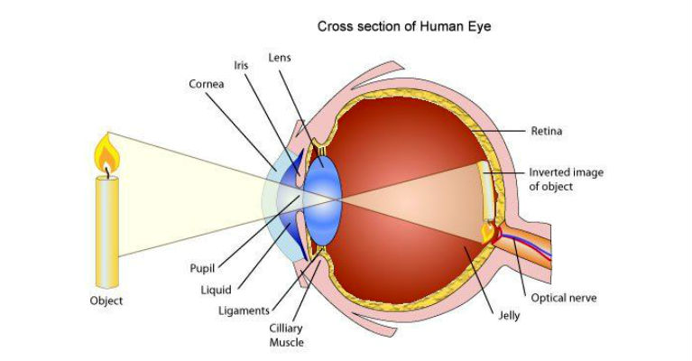This is How You Could Improve Your Eyesight by Doing This Simple Routine