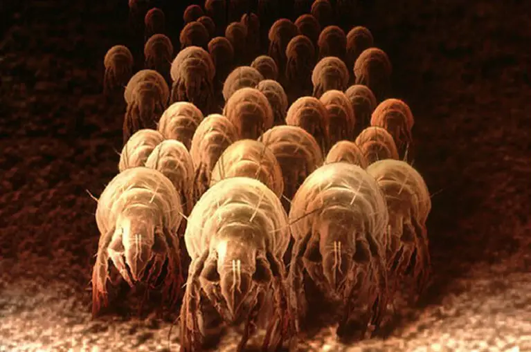 1.5 Million Dust Mites May Be Living In Your Bed