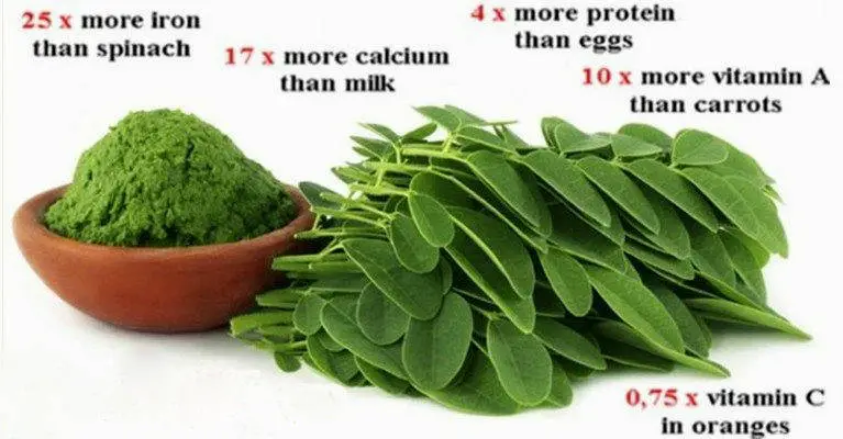 Moringa Herb Could be the Cure to 5 Different Types of Ca