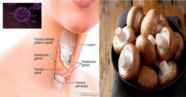 How One Cup of Mushrooms Can Fight Thyroid Imbalances, Cancer and Vitamin D Deficiencies