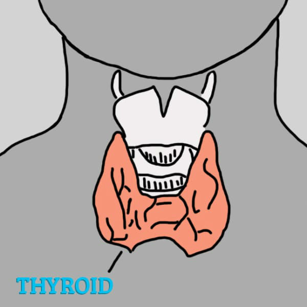 12 Symptoms Of Thyroid Disorder look