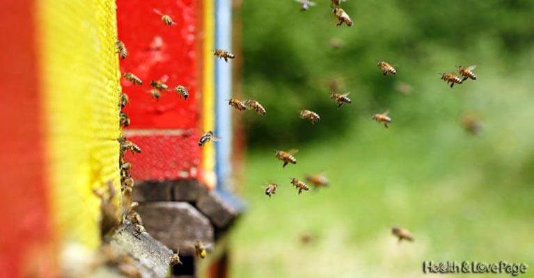 Maryland To Become First State In U.S. To Ban Bee-Killing Pesticides