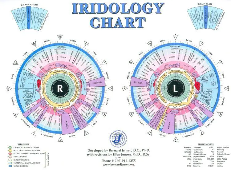 iridology_chart_large-750x553