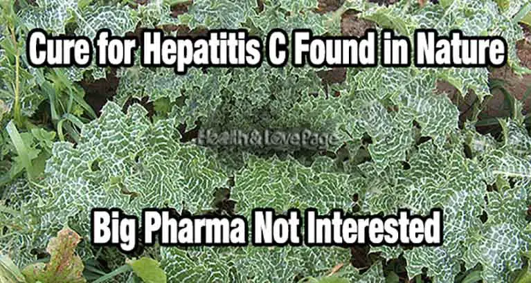 This Little-Known Natural Cure for Hepatitis Could Cost Big Pharma Millions!