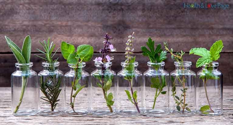 10 Herbs You Can Grow Indoors in WATER All Year Long