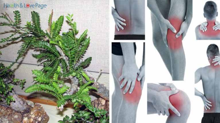 7-herbs-to-replace-painkillers-without-any-side-effects