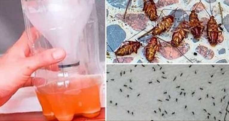 A Powerful Homemade Recipe That Makes All the Mosquitoes and Cockroaches Fall Dead Immediately!