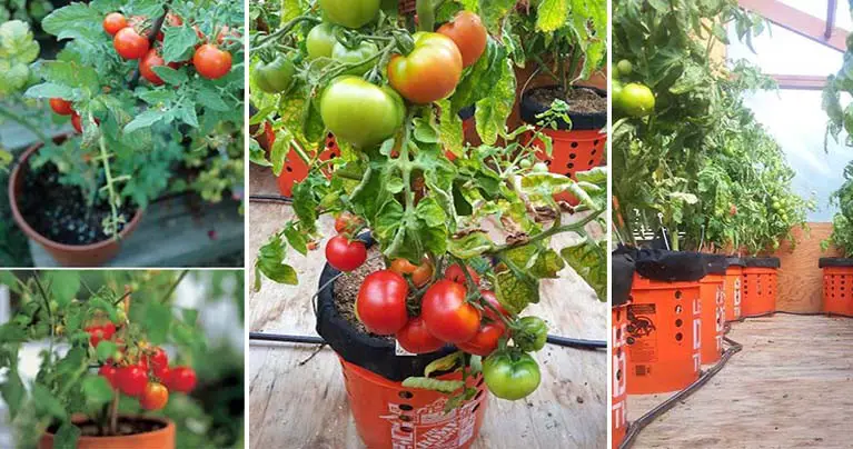 The Easiest Way to Grow Organic Tomatoes at Home