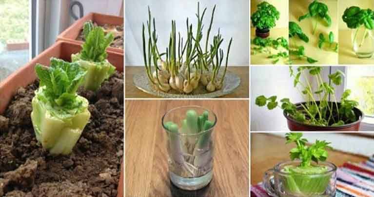 10 Vegetables You Can Regrow Again and Again!