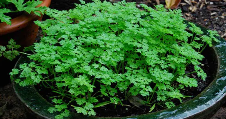 Chervil-The-Plant-which-Can-Reduce-Water-Retention-and-High-Blood-Pressure-(Recipe)